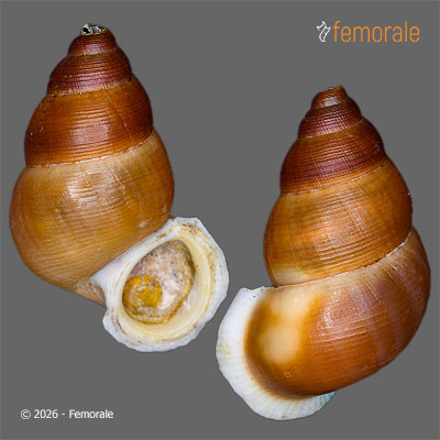 enlarge photo