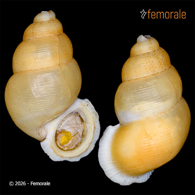 enlarge photo