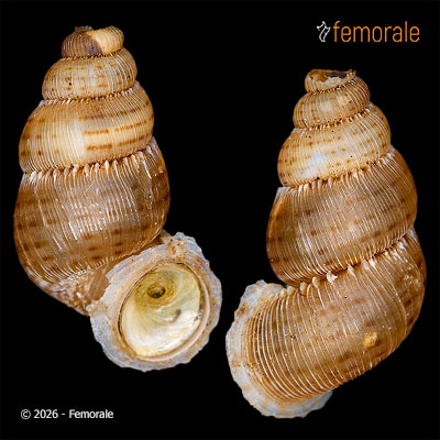 enlarge photo