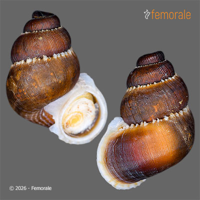 enlarge photo