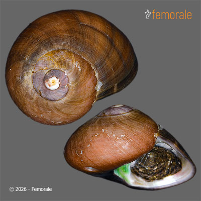 enlarge photo