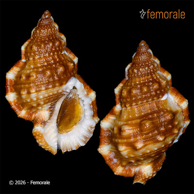 Dulcerana cubaniana (A. d´Orbigny, 1847)