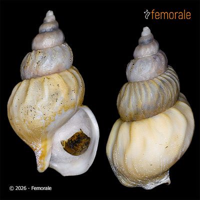 Buccinum scalariforme Møller, 1842