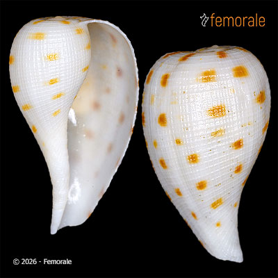 Ficus eospila (F. Péron & Lesueur, 1807)