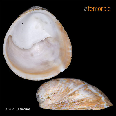 enlarge photo