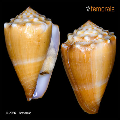 enlarge photo