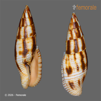 Nebularia eremitarum (Röding, 1798)