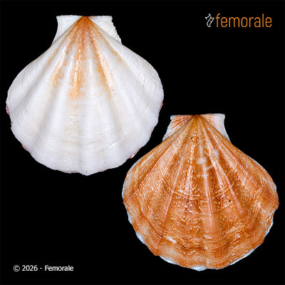 enlarge photo