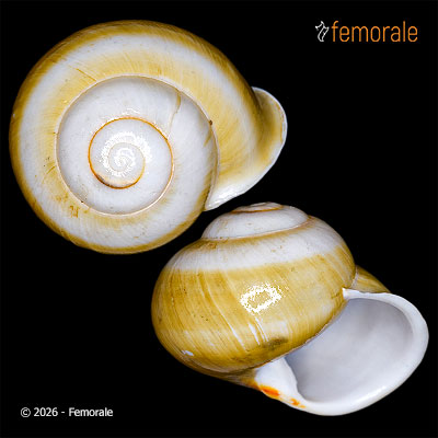 enlarge photo