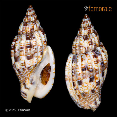 Lyria mitraeformis (Lamarck, 1811)