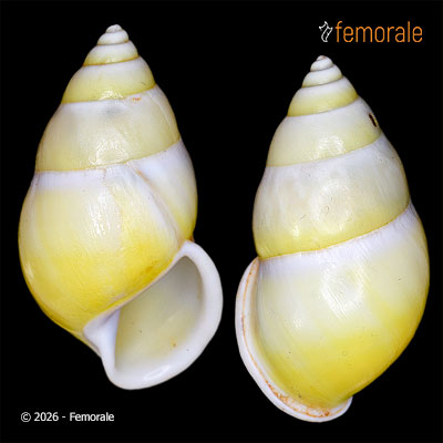 enlarge photo