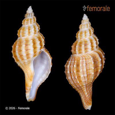 enlarge photo