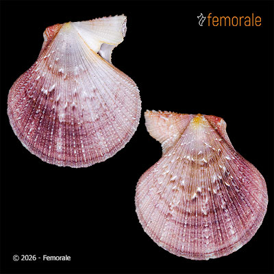 enlarge photo