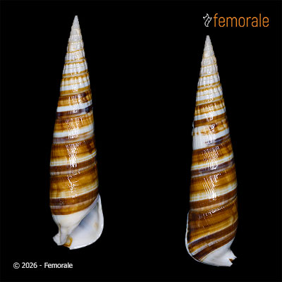 Rhinoclavis fasciata (Bruguière, 1792)