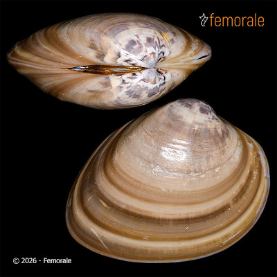 enlarge photo