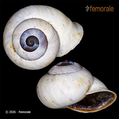 Trachia fallaciosa (A. Férussac, 1832)