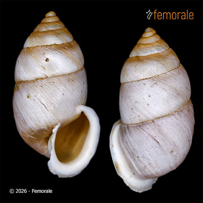 Pupinidius pupinella altispirus (Möllendorff, 1901)