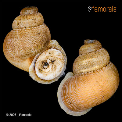 enlarge photo