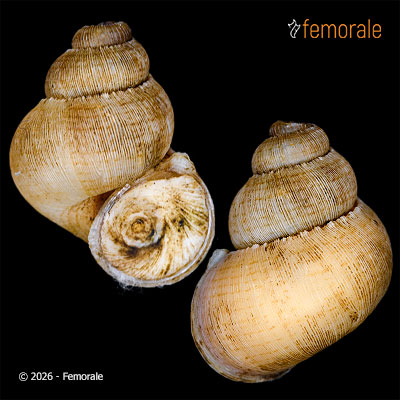 enlarge photo