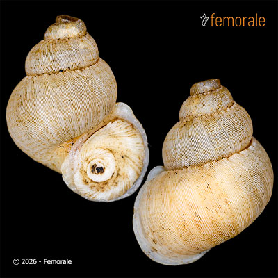 enlarge photo