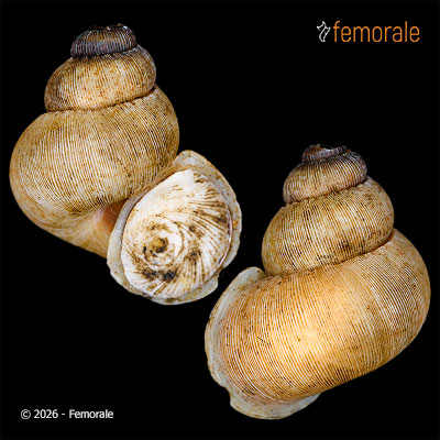 enlarge photo