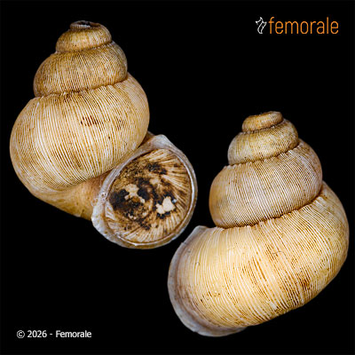 enlarge photo
