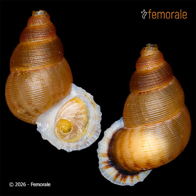 enlarge photo