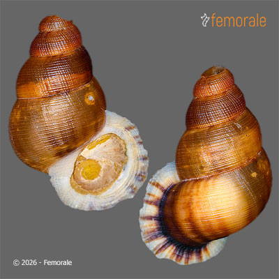 enlarge photo