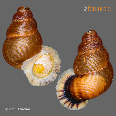 enlarge photo