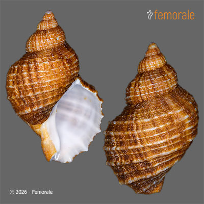 enlarge photo