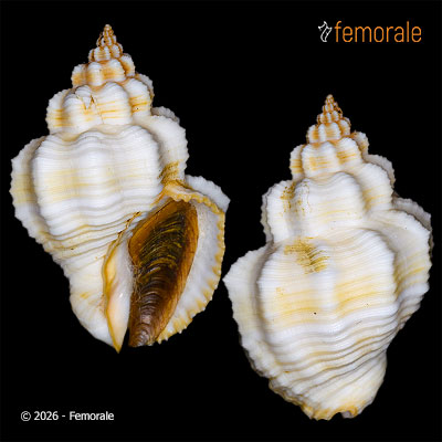 Cantharus tranquebaricus (Gmelin, 1791)