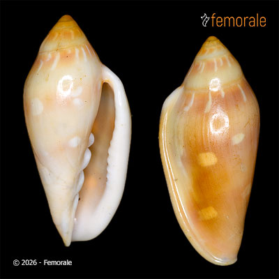 Marginella pseudodesjardini Le Béon, 2012