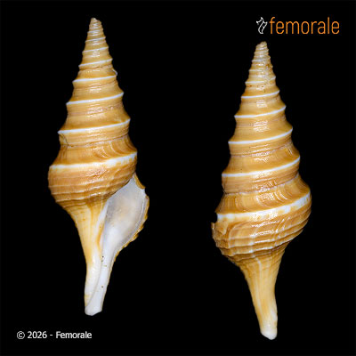 enlarge photo