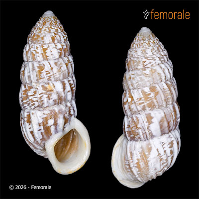 enlarge photo