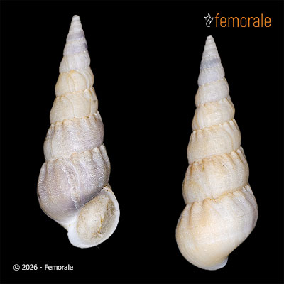 Opalia granosa (Quoy & Gaimard, 1834)