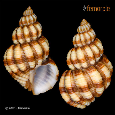 enlarge photo