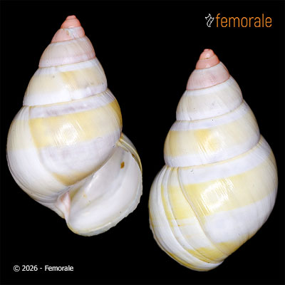 Liguus fasciatus roseatus Pilsbry, 1912