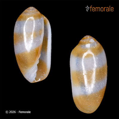 Volvarina sp. 398607