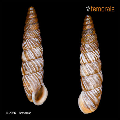 Clausiliopsis clathratus (von Möllendorff, 1901)
