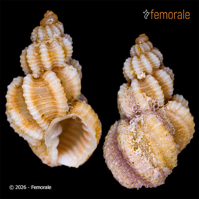 Axelella smithii (Dall, 1889)
