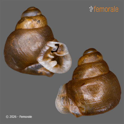 enlarge photo