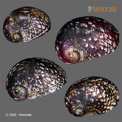 Theodoxus fluviatilis (L., 1758)