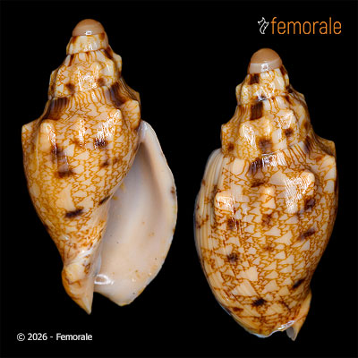 Odontocymbiola americana (Reeve, 1856)