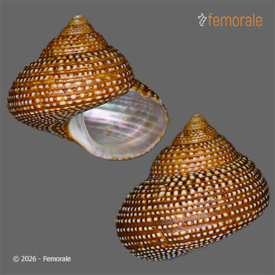 Maurea punctulata (Martyn, 1784)