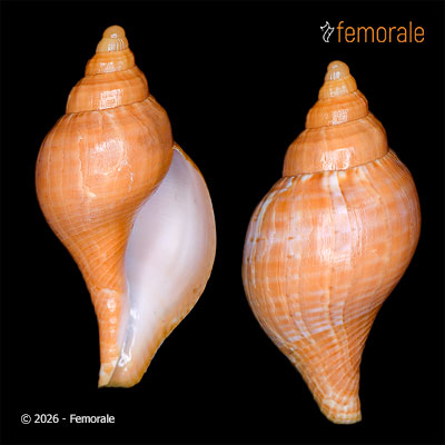 Fasciolaria bittneri Petuch & Berschauer, 2023