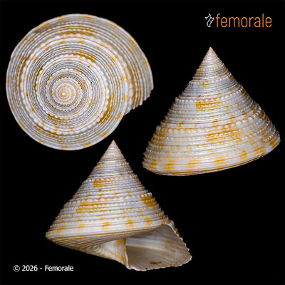 Calliostoma hirtum Quinn, 1992