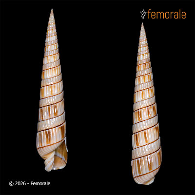 Duplicaria bharatensis Terryn, 2023