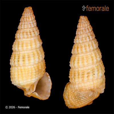 Bittium sp. 399143