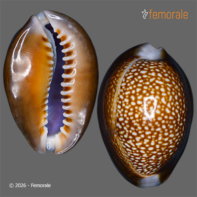 Cypraea caputdraconis Melvill, 1888
