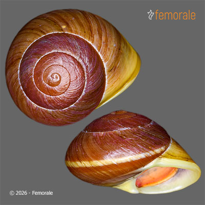Emoda sagraiana (A. d´Orbigny, 1842)